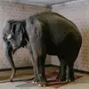 Слон в комнате